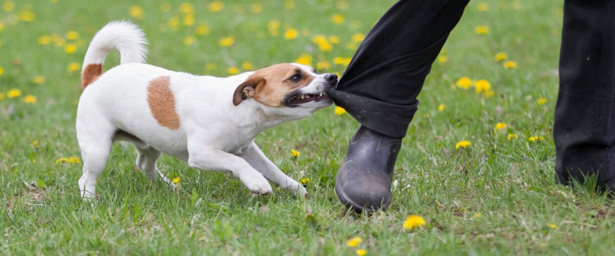 Dog biting a person's pant leg.
